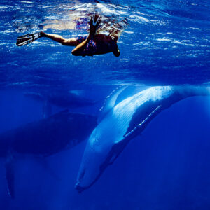 Snorkeler at the surface watching humpback whales including mother and calf below, Moorea, Society Islands, French Polynesia