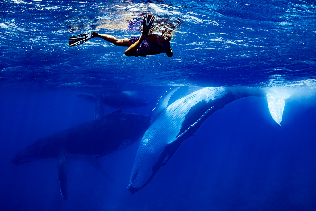 Nageur en surface observant des baleines à bosse dont une mère et son baleineau, Moorea, îles de la Société, Polynésie française
