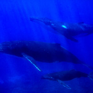 Three humpback whales including mother and calf in deep blue light, Moorea, Society Islands, French Polynesia