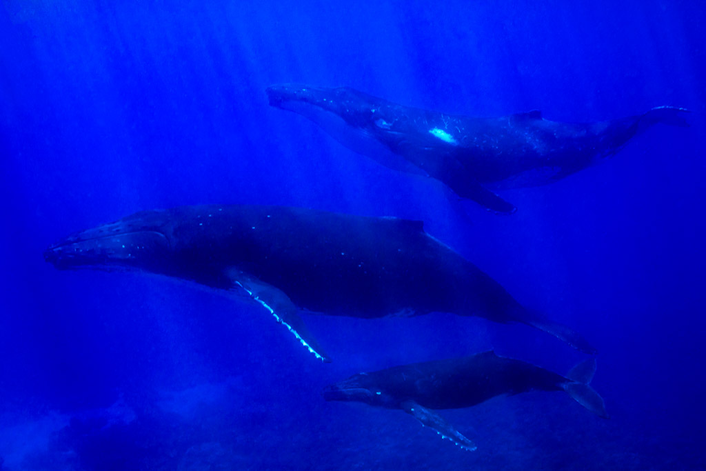 Three humpback whales including mother and calf in deep blue light, Moorea, Society Islands, French Polynesia