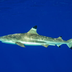 Blacktip reef shark in profile in deep blue water, Society Islands, French Polynesia