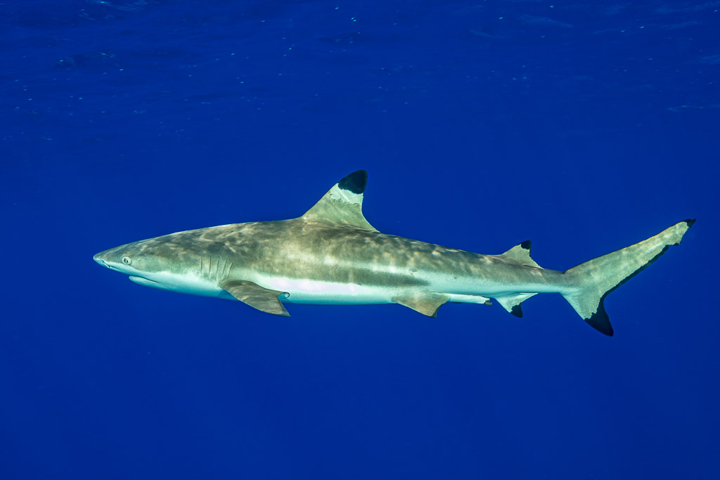 Blacktip reef shark in profile in deep blue water, Society Islands, French Polynesia
