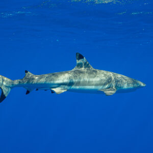 Blacktip reef shark swimming left under the surface in blue water, Society Islands, French Polynesia