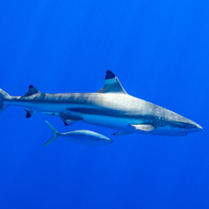 Blacktip reef shark accompanied by a rainbow runner in blue water, Society Islands, French Polynesia
