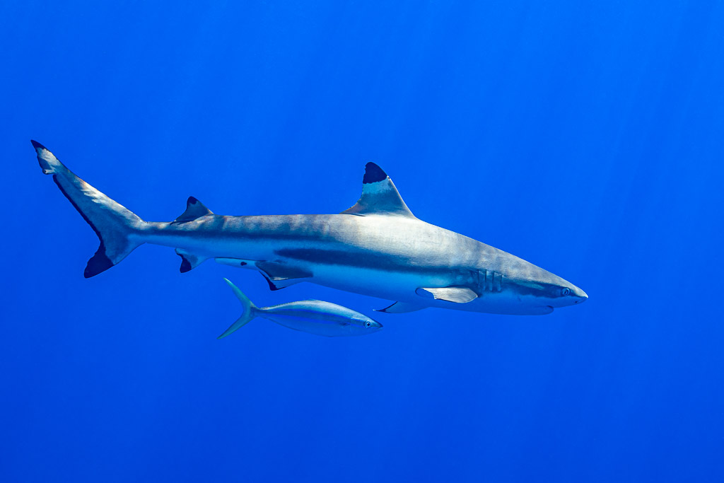 Blacktip reef shark accompanied by a rainbow runner in blue water, Society Islands, French Polynesia