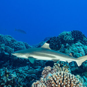 Blacktip reef shark swimming over a coral reef, Society Islands, French Polynesia