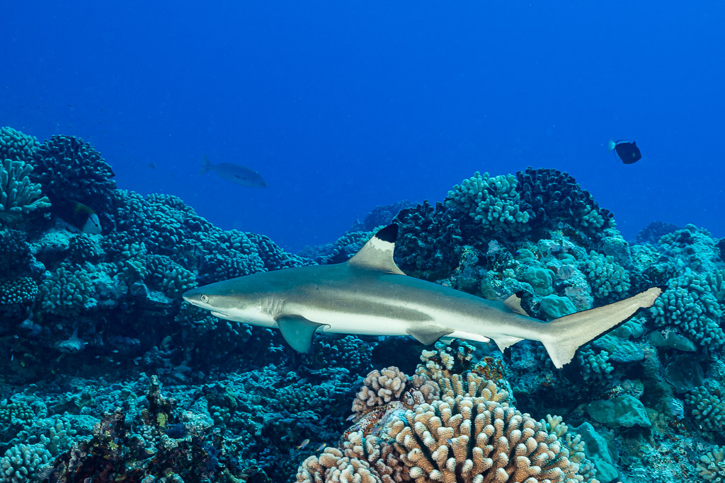 Blacktip reef shark swimming over a coral reef, Society Islands, French Polynesia