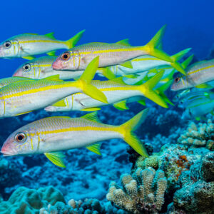 School of yellowfin goatfish swimming over coral reef, Society Islands, French Polynesia