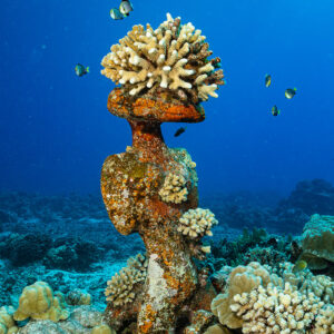Underwater tiki statue topped by coral on the reef, vertical frame, Moorea, Society Islands, French Polynesia