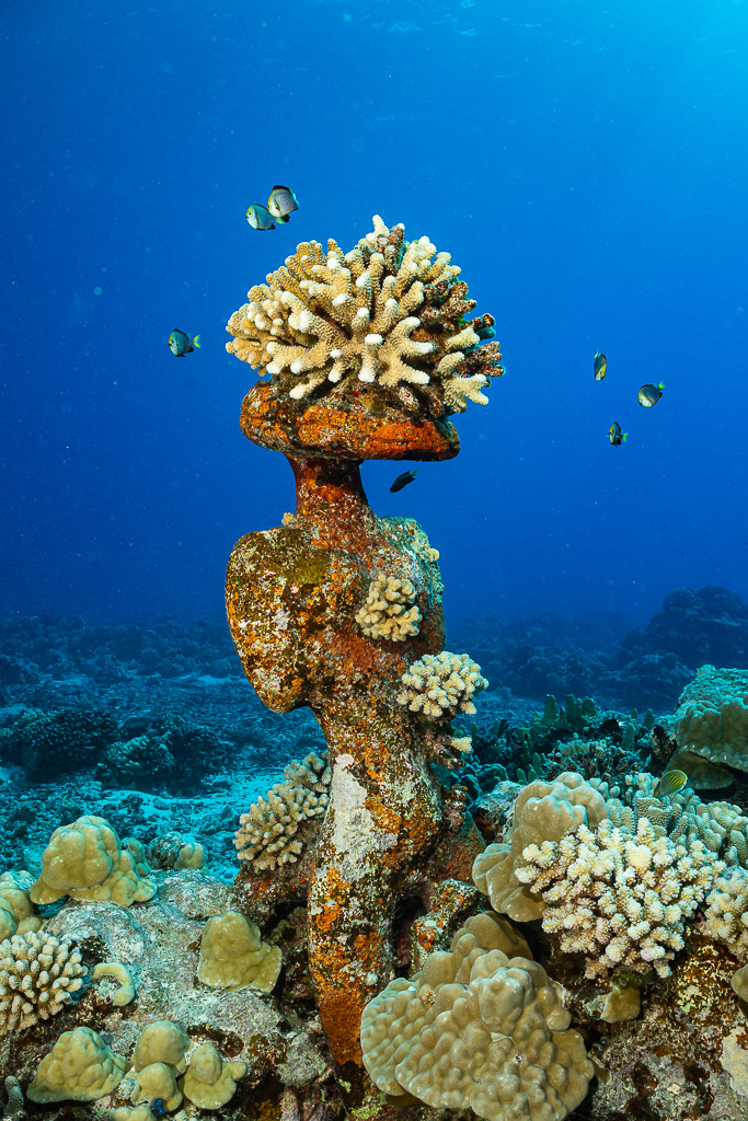 Underwater tiki statue topped by coral on the reef, vertical frame, Moorea, Society Islands, French Polynesia
