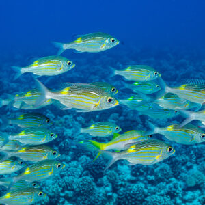 School of striped large-eye bream over coral reef with a goatfish, Society Islands, French Polynesia