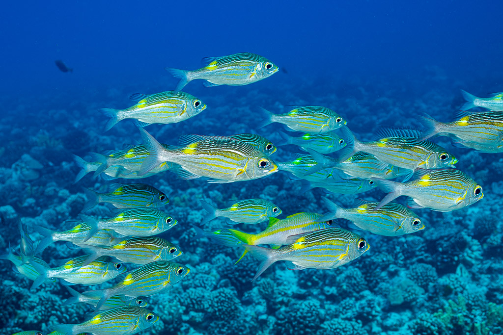 School of striped large-eye bream over coral reef with a goatfish, Society Islands, French Polynesia