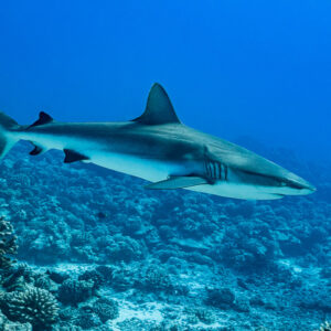 Grey reef shark swimming over the reef slope, side view, Society Islands, French Polynesia