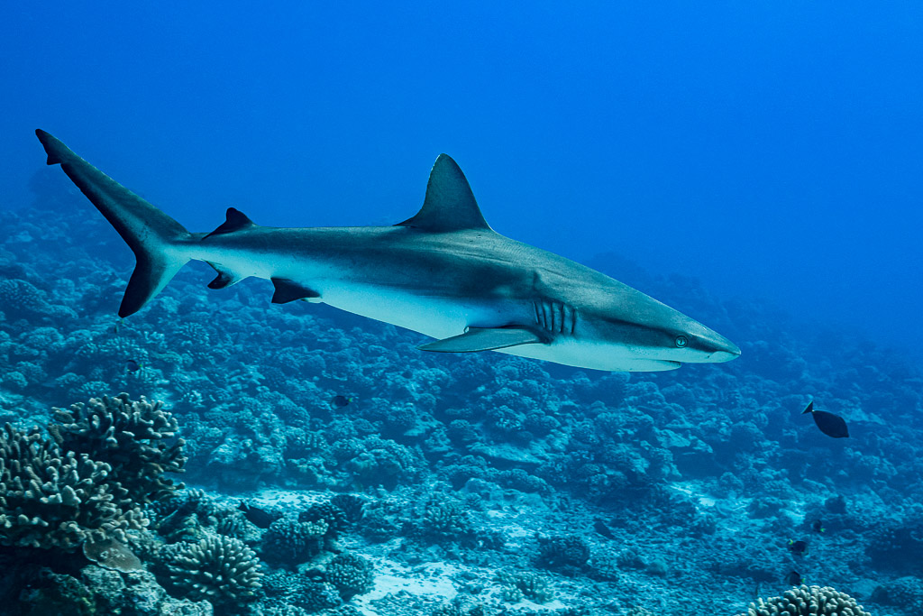 Grey reef shark swimming over the reef slope, side view, Society Islands, French Polynesia
