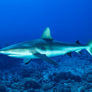 Grey reef shark gliding over the reef in blue water, three-quarter view, Society Islands, French Polynesia