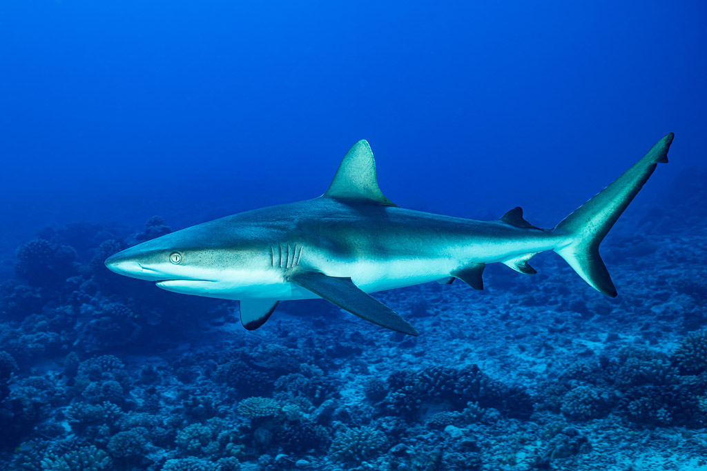 Grey reef shark gliding over the reef in blue water, three-quarter view, Society Islands, French Polynesia