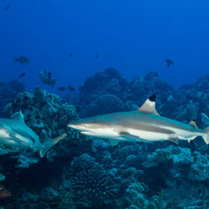 Two blacktip reef sharks swimming over a coral reef with fish, Society Islands, French Polynesia