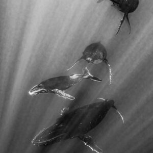 Black-and-white group of four humpback whales including a calf in sun rays, Moorea, Society Islands, French Polynesia