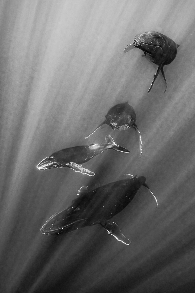 Black-and-white group of four humpback whales including a calf in sun rays, Moorea, Society Islands, French Polynesia