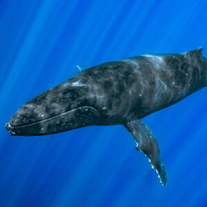 Baleine à bosse nageant vers l’objectif dans des rayons de soleil rayonnants, Moorea, îles de la Société, Polynésie française