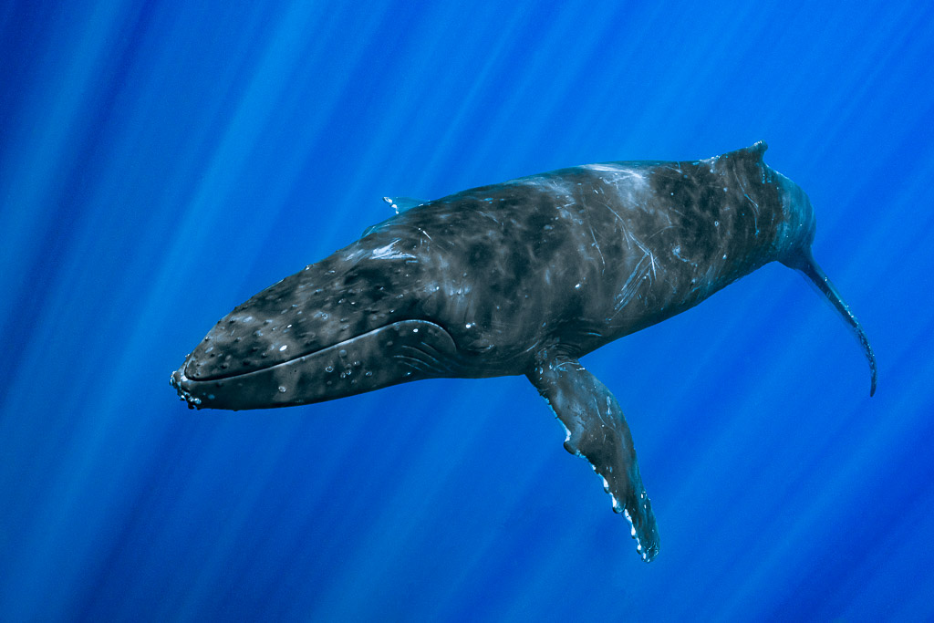 Baleine à bosse nageant vers l’objectif dans des rayons de soleil rayonnants, Moorea, îles de la Société, Polynésie française