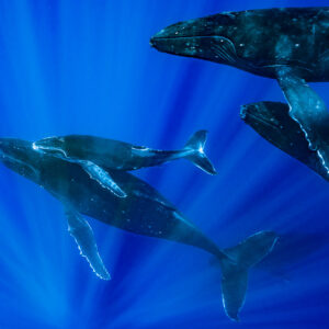Baleine à bosse mère et baleineau avec deux escorteurs dans des rayons de soleil, Moorea, îles de la Société, Polynésie française