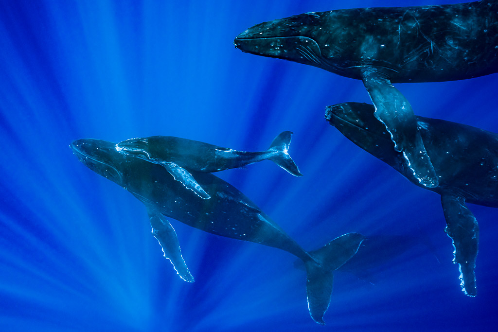 Baleine à bosse mère et baleineau avec deux escorteurs dans des rayons de soleil, Moorea, îles de la Société, Polynésie française