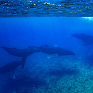 Group of humpback whales swimming over the reef, wide view, Moorea, Society Islands, French Polynesia