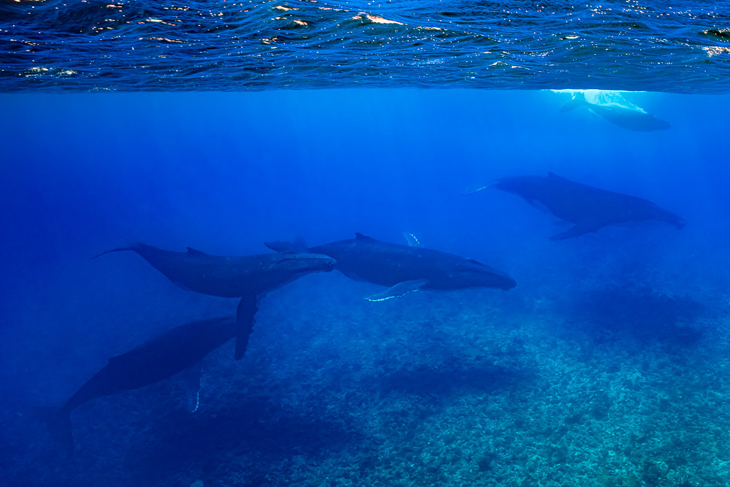 Group of humpback whales swimming over the reef, wide view, Moorea, Society Islands, French Polynesia