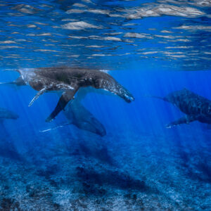 Humpback whales including mother and calf passing above the reef under the surface, Moorea, Society Islands, French Polynesia