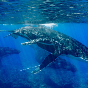 Baleine à bosse mère et baleineau dans les rayons du soleil au-dessus du récif, escorteurs derrière, Moorea, îles de la Société, Polynésie française