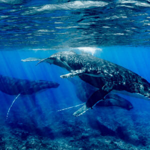 Baleine à bosse mère et baleineau au-dessus du récif avec escorteurs, cadrage plus large, Moorea, îles de la Société, Polynésie française