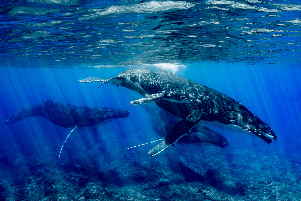 Baleine à bosse mère et baleineau au-dessus du récif avec escorteurs, cadrage plus large, Moorea, îles de la Société, Polynésie française