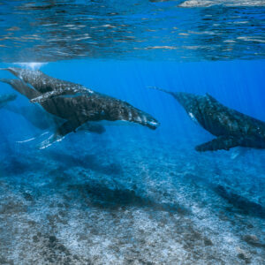 Humpback whales swimming in line over the reef under shimmering surface, Moorea, Society Islands, French Polynesia