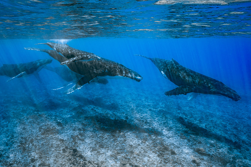 Humpback whales swimming in line over the reef under shimmering surface, Moorea, Society Islands, French Polynesia