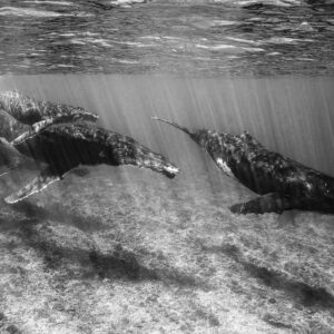 Black-and-white humpback whales swimming in line over the reef, Moorea, Society Islands, French Polynesia