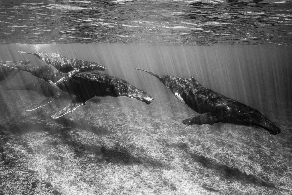 Black-and-white humpback whales swimming in line over the reef, Moorea, Society Islands, French Polynesia