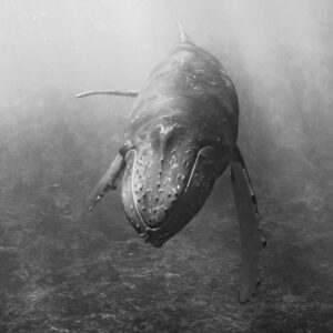 Black-and-white humpback whale swimming head-on over the reef, vertical frame, Moorea, Society Islands, French Polynesia