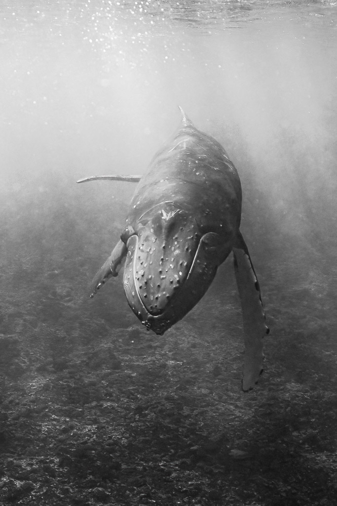 Black-and-white humpback whale swimming head-on over the reef, vertical frame, Moorea, Society Islands, French Polynesia