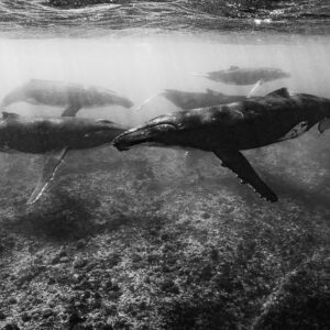 Black-and-white group of humpback whales gliding over the reef in sun rays, Moorea, Society Islands, French Polynesia