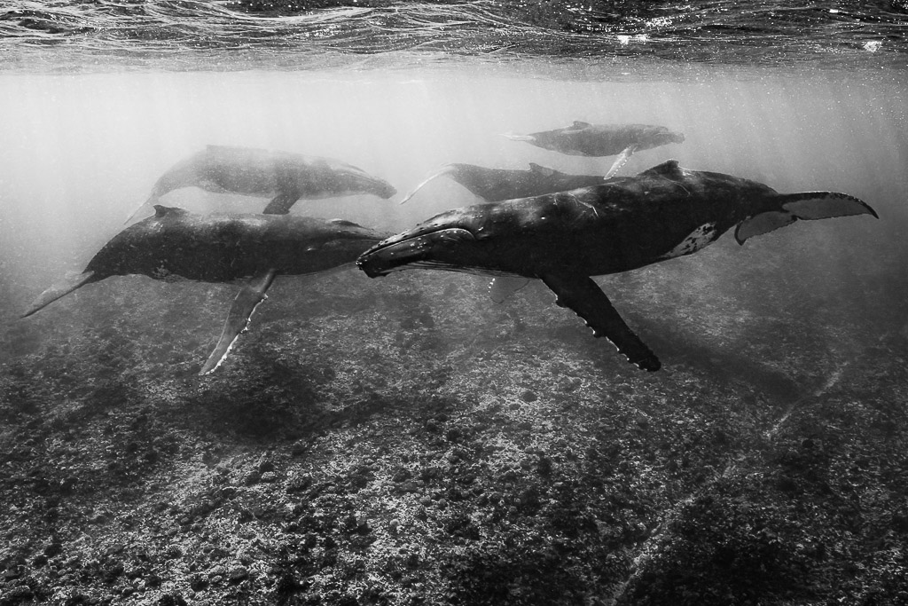Black-and-white group of humpback whales gliding over the reef in sun rays, Moorea, Society Islands, French Polynesia
