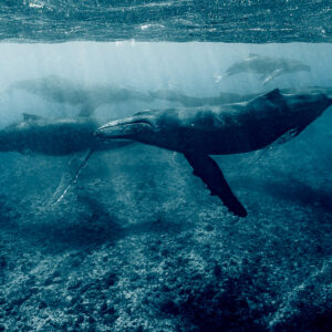 Humpback whales gliding over the reef in muted blue-green light, Moorea, Society Islands, French Polynesia