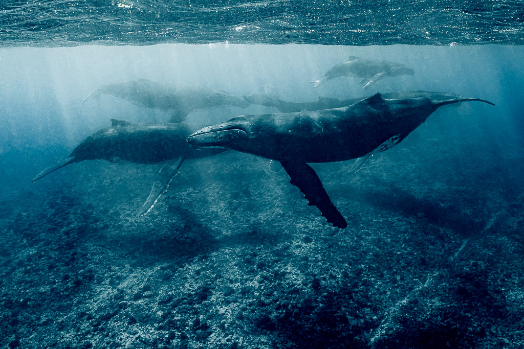 Humpback whales gliding over the reef in muted blue-green light, Moorea, Society Islands, French Polynesia
