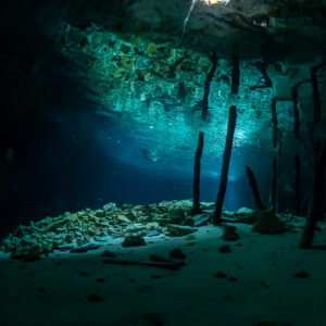 Zone de lumière d’un cénote, racines sombres pendant dans l’eau bleue, Quintana Roo, Mexique