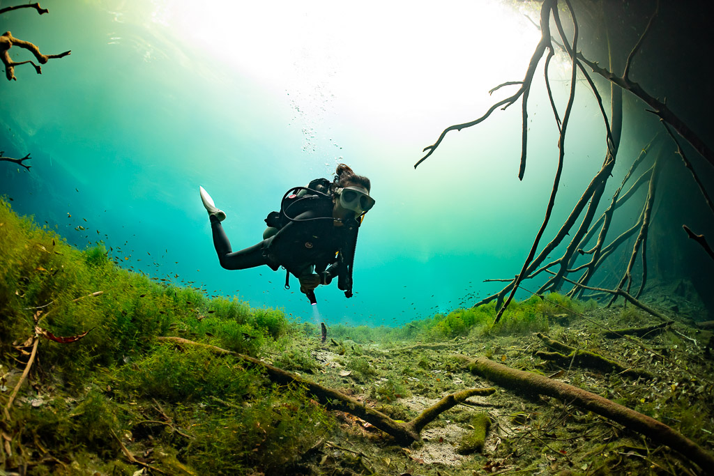 Diver hovering above algae-covered slope under hanging roots in a cenote, Quintana Roo, Mexico