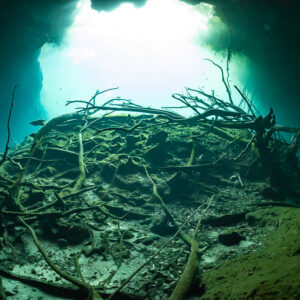 Fallen branches and roots on the rocky floor under a cenote skylight, Quintana Roo, Mexico