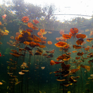 Forest of red water lily leaves and stems seen from below in a cenote, Quintana Roo, Mexico