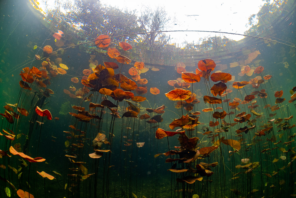 Forest of red water lily leaves and stems seen from below in a cenote, Quintana Roo, Mexico
