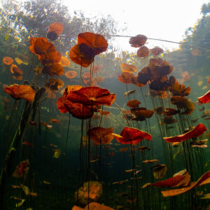 Red water lily leaves rising on long stems toward the cenote surface, Quintana Roo, Mexico