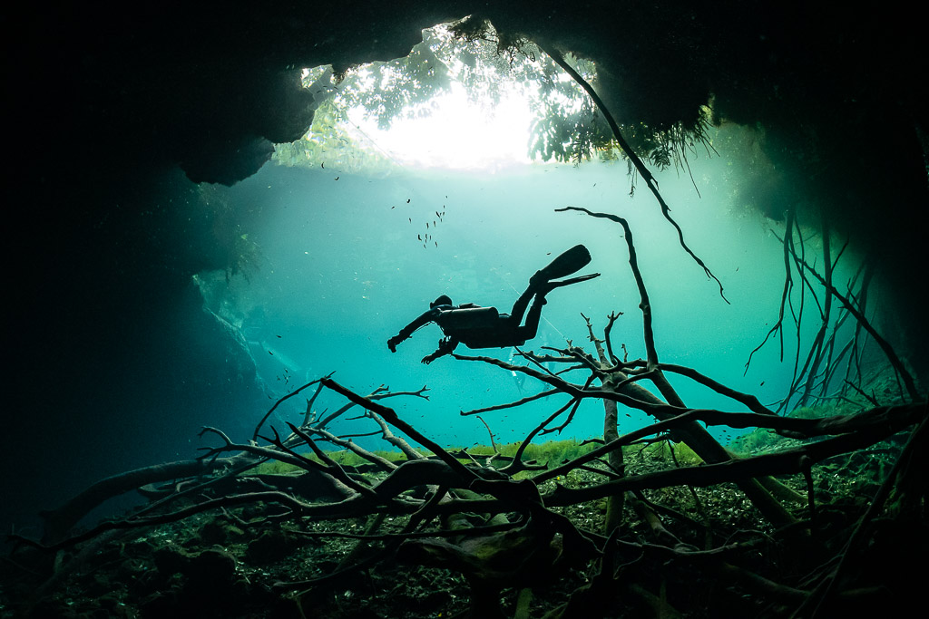 Diver silhouetted over dead branches beneath a jungle-fringed cenote opening, Quintana Roo, Mexico
